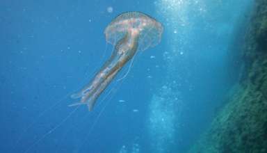 Pelagia_noctiluca-empros