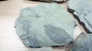 apolithomata fdor 2