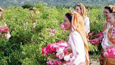 bulgaria rose valley festival